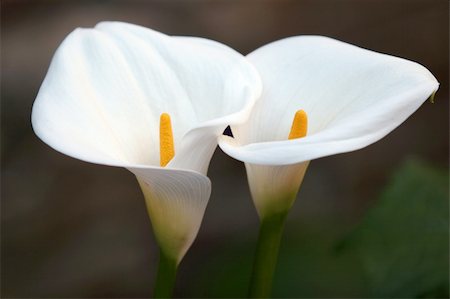 2 calla lilies Photographie de stock - Aubaine LD & Abonnement, Code: 400-03940782