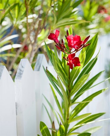 rose bay - Plant with red flowers growing beside white picket fence. Foto de stock - Royalty-Free Super Valor e Assinatura, Número: 400-03940919