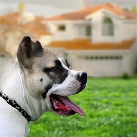 Dog in front of the house Fotografie stock - Microstock e Abbonamento, Codice: 400-03941136