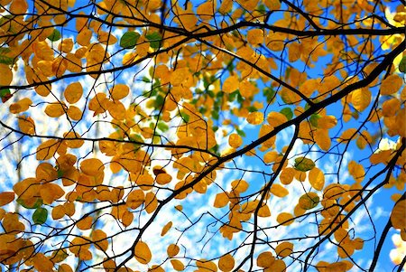 simsearch:400-04436466,k - Tree branches with fall yellow leaves on blue sky background in autumn forest Stock Photo - Budget Royalty-Free & Subscription, Code: 400-03941386