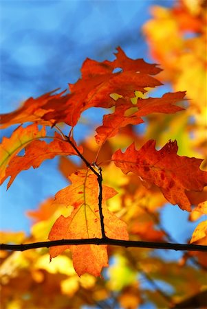 simsearch:400-04066755,k - Oak branch with colorful fall leaves in autumn forest on blue sky background Foto de stock - Royalty-Free Super Valor e Assinatura, Número: 400-03941388