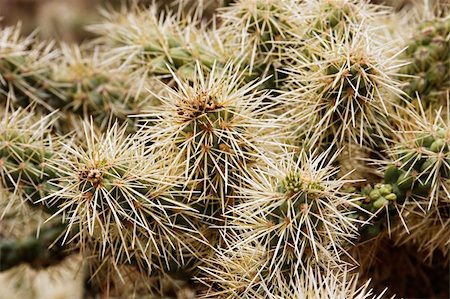 Close-up of the arms and spines on a cholla cactus. Stock Photo - Budget Royalty-Free & Subscription, Code: 400-03941607