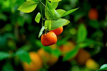 simsearch:400-05046087,k - Orange farm in Cyprus. Oranges under the soft sun lights. Stockbilder - Microstock & Abonnement, Bildnummer: 400-03941628