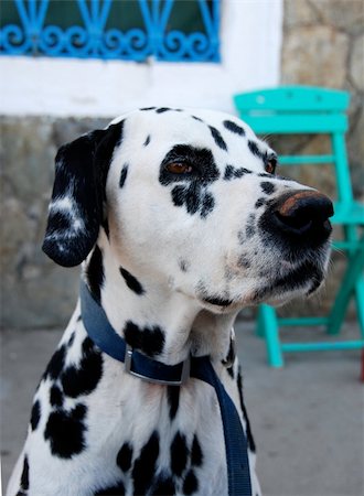 simsearch:6102-07521553,k - Head of an adult dalmation with mediterranean background Photographie de stock - Aubaine LD & Abonnement, Code: 400-03941852