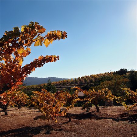 simsearch:400-05343808,k - Autumn grape leaves at California winery Photographie de stock - Aubaine LD & Abonnement, Code: 400-03941868