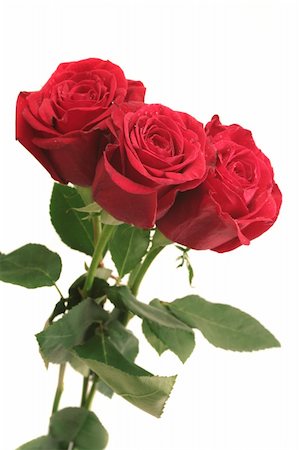 simsearch:400-03941928,k - Three beautiful red roses lay on a white background Photographie de stock - Aubaine LD & Abonnement, Code: 400-03941926