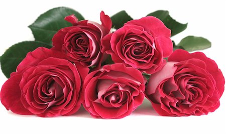 simsearch:400-03941928,k - Five pink roses lay on a white background Photographie de stock - Aubaine LD & Abonnement, Code: 400-03941928