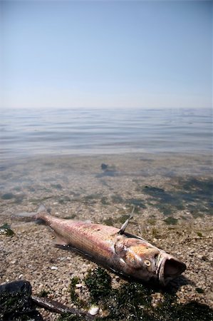 simsearch:600-01787545,k - Dead fish on a beach Stock Photo - Budget Royalty-Free & Subscription, Code: 400-03942079