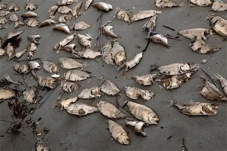 Dead fish on a beach Stock Photo - Budget Royalty-Free & Subscription, Code: 400-03942083