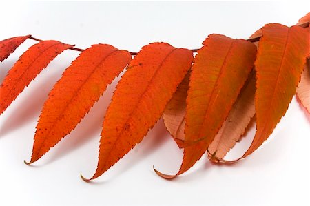 simsearch:400-04699407,k - Closeup of autumn leaf on white background with light shadow Stockbilder - Microstock & Abonnement, Bildnummer: 400-03942099