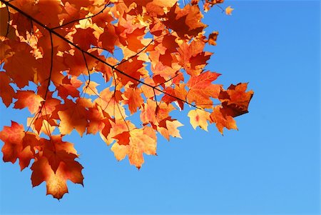 simsearch:670-03734307,k - Red fall maple tree leaves on blue sky background Foto de stock - Super Valor sin royalties y Suscripción, Código: 400-03942155