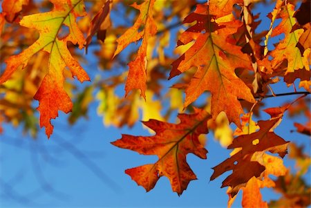 simsearch:400-08336120,k - Closeup of colorful fall oak leaves Foto de stock - Royalty-Free Super Valor e Assinatura, Número: 400-03942156