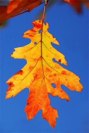 simsearch:400-04590632,k - Colorful fall oak leaf on a tree branch with blue sky background Stock Photo - Budget Royalty-Free & Subscription, Code: 400-03942157