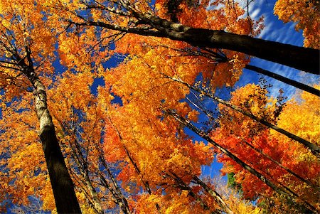 simsearch:400-04066755,k - Fall maple trees glowing in sunshine with blue sky background Foto de stock - Royalty-Free Super Valor e Assinatura, Número: 400-03942161