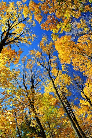 simsearch:400-03956141,k - Fall maple trees glowing in sunshine with blue sky background Photographie de stock - Aubaine LD & Abonnement, Code: 400-03942162