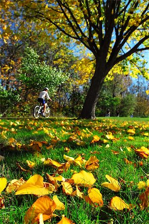 simsearch:400-05195927,k - View of biking trail in the fall, golden fallen leaves in the foreground Stock Photo - Budget Royalty-Free & Subscription, Code: 400-03942163