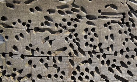 quevaal (artist) - Worm holes in wood Stockbilder - Microstock & Abonnement, Bildnummer: 400-03942217