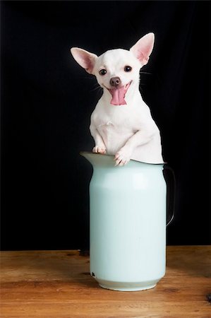 pet in a pocket - A male Chihuahua in a retro pitcher. Foto de stock - Super Valor sin royalties y Suscripción, Código: 400-03942224