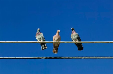 fly (insect) - Three pigeons perched on an electrical wire. Stock Photo - Budget Royalty-Free & Subscription, Code: 400-03942243