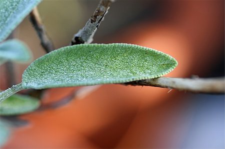 beautiful healthy sage close up (salvia) Photographie de stock - Aubaine LD & Abonnement, Code: 400-03942295