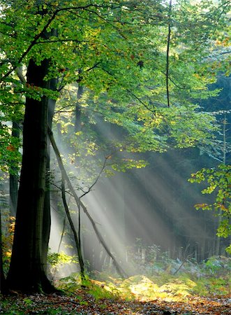 sunbeams pouring into the autumn forest creating a mystical ambiance Foto de stock - Super Valor sin royalties y Suscripción, Código: 400-03942452