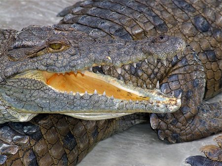 simsearch:633-08639045,k - Portrait of a nile crocodile (Crocodylus niloticus) resting with mouth open, southern Africa Stock Photo - Budget Royalty-Free & Subscription, Code: 400-03942577