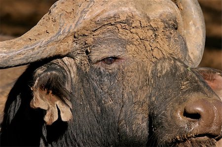 simsearch:400-04455028,k - Portrait of an African buffalo bull (Syncerus caffer), South Africa Foto de stock - Super Valor sin royalties y Suscripción, Código: 400-03942585