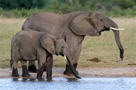 simsearch:400-03943816,k - Two African elephants (Loxodonta africana) at a waterhole, Hwange National Park, Zimbabwe Stock Photo - Budget Royalty-Free & Subscription, Code: 400-03942586