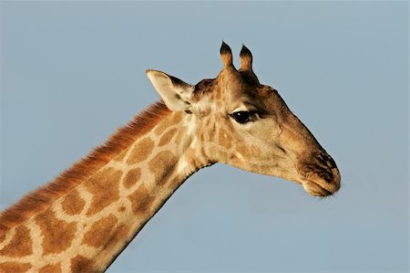 simsearch:400-03943816,k - Close-up portrait of a giraffe (Giraffa camelopardalis), Etosha National Park, Namibia Stock Photo - Budget Royalty-Free & Subscription, Code: 400-03942594