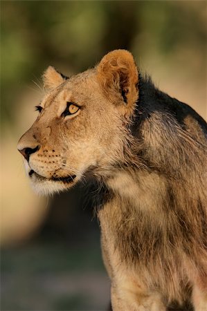simsearch:614-03784233,k - Portrait of a young African lion, (Panthera leo), Kalahari, South Africa Foto de stock - Super Valor sin royalties y Suscripción, Código: 400-03942597