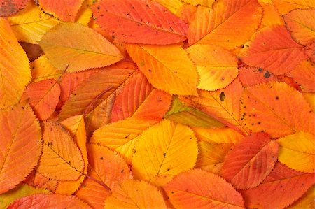 A colorful autumn background made from leaves Stock Photo - Budget Royalty-Free & Subscription, Code: 400-03942598