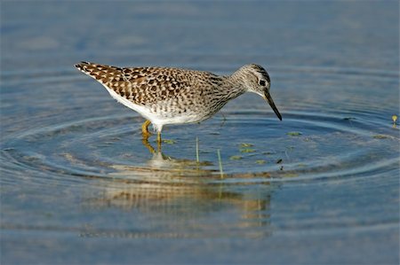 simsearch:400-03947402,k - A Ruff (Philomachus pugnax) foraging in water, Etosha National Park, Namibia Photographie de stock - Aubaine LD & Abonnement, Code: 400-03942601