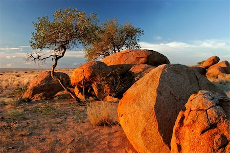 Landscape with granite boulders and trees at sunrise, Brandberg mountain, Namibia Stock Photo - Budget Royalty-Free & Subscription, Code: 400-03942603