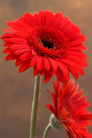 simsearch:400-03911104,k - Close up of two red asters Photographie de stock - Aubaine LD & Abonnement, Code: 400-03942663