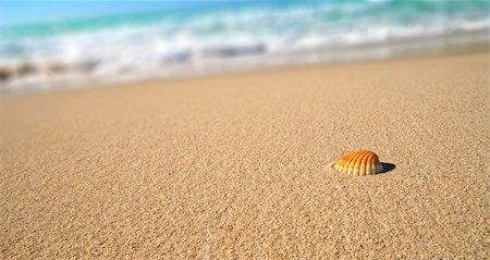 simsearch:400-03916547,k - Sea shell on the tropical sandy beach in perfect natural harmony Foto de stock - Super Valor sin royalties y Suscripción, Código: 400-03942758
