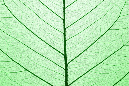 green leaf structure (macro) as natural background Stock Photo - Budget Royalty-Free & Subscription, Code: 400-03942892