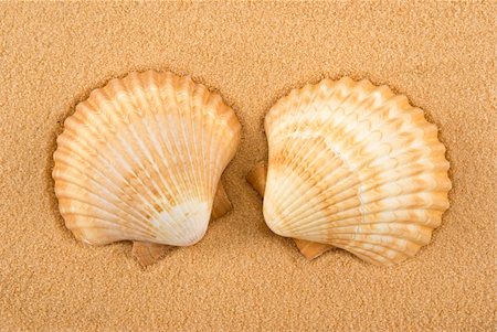 Seashells on golden sand Foto de stock - Royalty-Free Super Valor e Assinatura, Número: 400-03942910