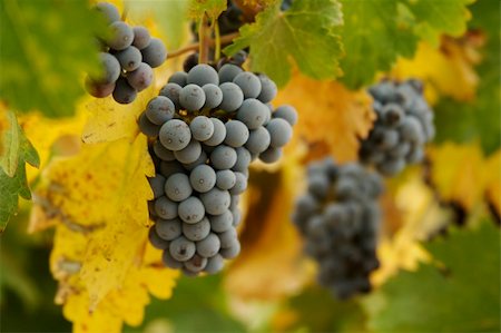 simsearch:700-02586174,k - Beautiful Wine Grapes on the Vine one Early Fall Morning. Stock Photo - Budget Royalty-Free & Subscription, Code: 400-03942938