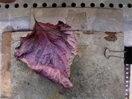 dry corrosion - Fallen leaf in grunge background Stock Photo - Budget Royalty-Free & Subscription, Code: 400-03942971
