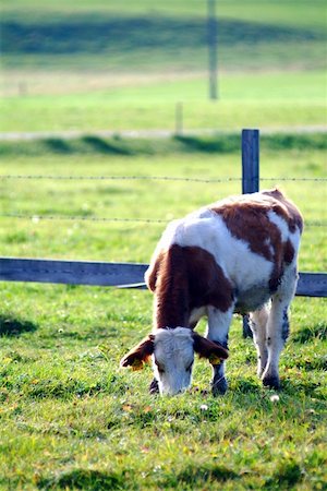fotofritz (artist) - a cow on the willow eats grass Foto de stock - Super Valor sin royalties y Suscripción, Código: 400-03943050