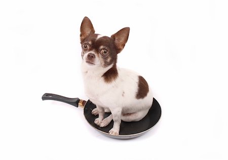 simsearch:400-03942225,k - chihuahua in the pan  on the white background Fotografie stock - Microstock e Abbonamento, Codice: 400-03943204