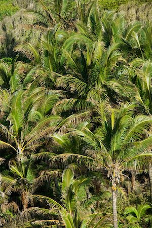 simsearch:832-03724626,k - Aerial of palm trees on Maui, Hawaii. Foto de stock - Super Valor sin royalties y Suscripción, Código: 400-03943262