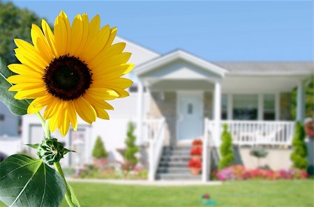 Bright sunflower in front of a country house Stock Photo - Budget Royalty-Free & Subscription, Code: 400-03943618
