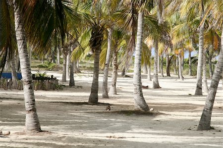 simsearch:862-08273009,k - Cuba beach Photographie de stock - Aubaine LD & Abonnement, Code: 400-03943745
