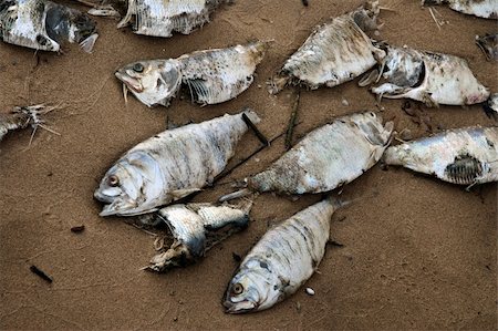 Dead fish on a beach Stock Photo - Budget Royalty-Free & Subscription, Code: 400-03943758