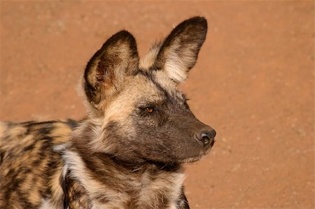 simsearch:400-03909558,k - Portrait of an African wild dog or painted hunting dog (Lycaon pictus), South Africa Fotografie stock - Microstock e Abbonamento, Codice: 400-03943781