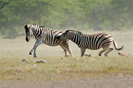 Two plains (Burchells) Zebras (Equus quagga) fighting, Etosha National Park, Namibia Stock Photo - Budget Royalty-Free & Subscription, Code: 400-03943810