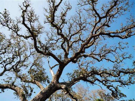 encino - Low angle view of branches of live oak tree with blue sky in background. Foto de stock - Super Valor sin royalties y Suscripción, Código: 400-03943952