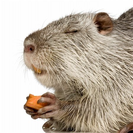 Coypu or Nutria in front of a white background Photographie de stock - Aubaine LD & Abonnement, Code: 400-03954388