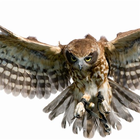 simsearch:400-04058197,k - New Zealand owl (3 years) in front of a white background Foto de stock - Super Valor sin royalties y Suscripción, Código: 400-03954408